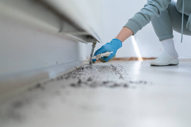 Best Mosquito Control Services  in Belen, NM